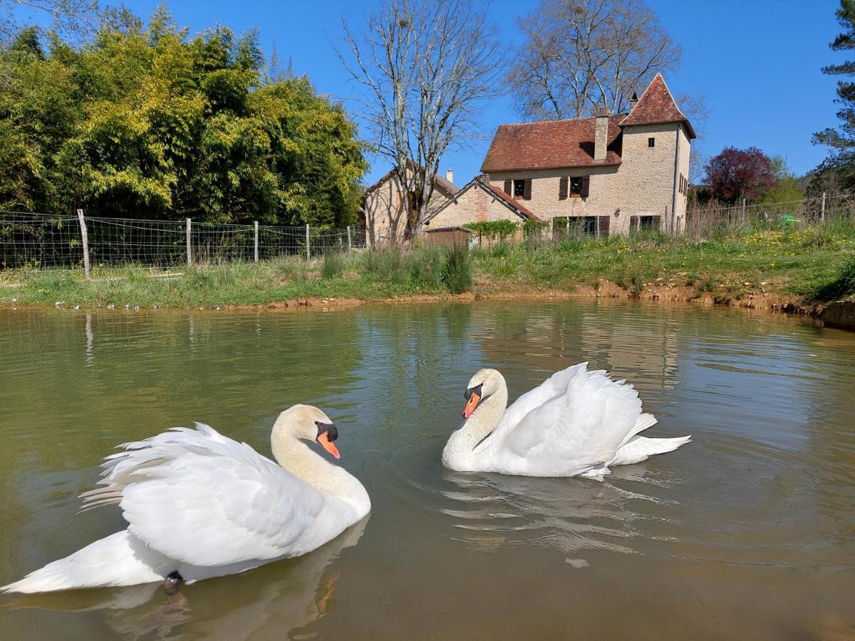 Ferme Des Petites Oreilles 4 Etoiles Montignac-Lascaux Eksteriør billede