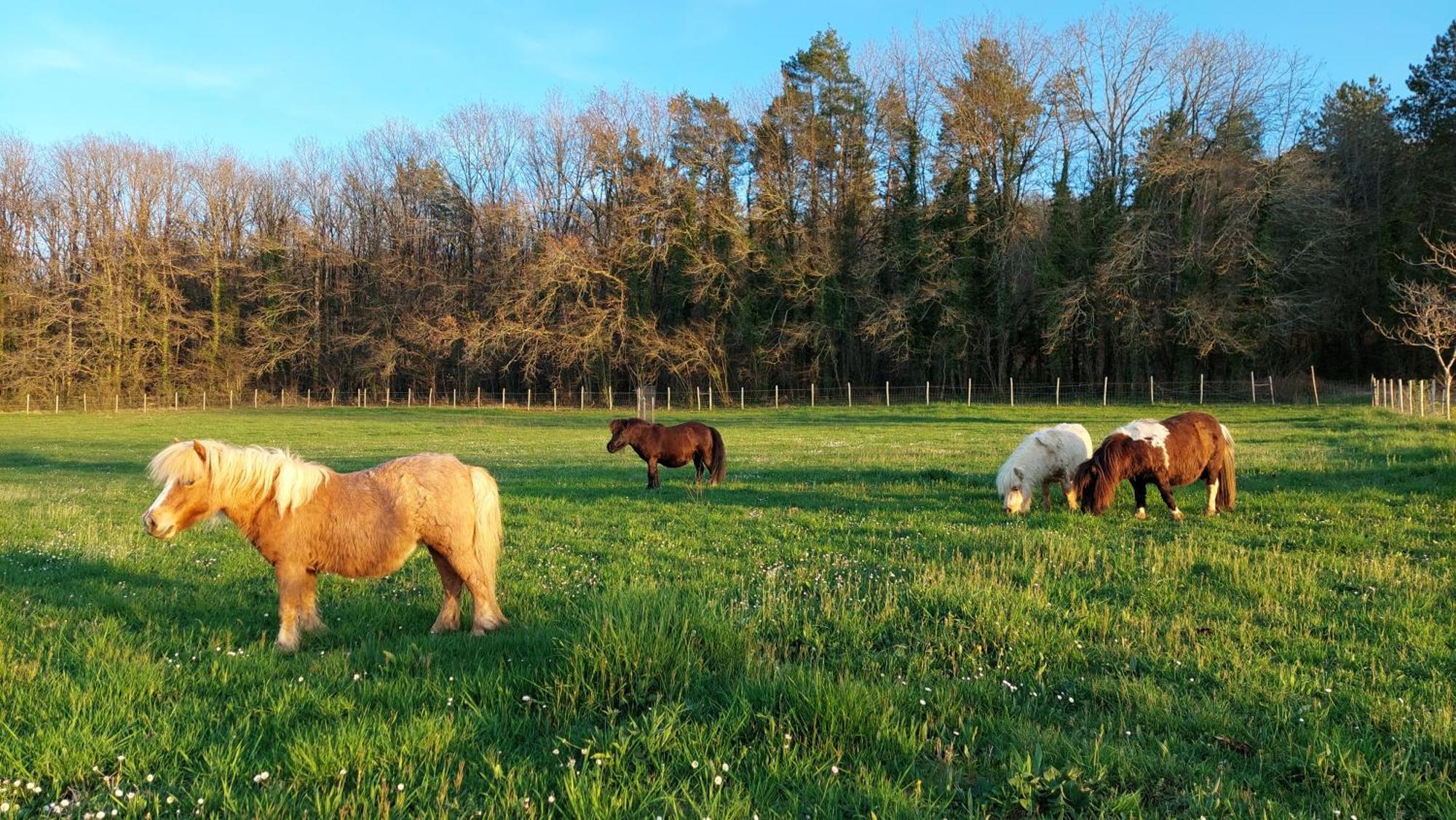 Ferme Des Petites Oreilles 4 Etoiles Montignac-Lascaux Eksteriør billede