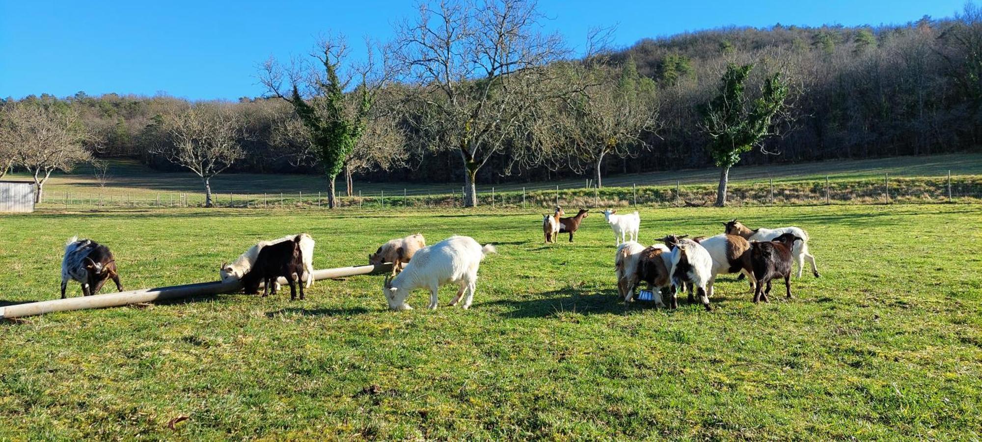 Ferme Des Petites Oreilles 4 Etoiles Montignac-Lascaux Eksteriør billede