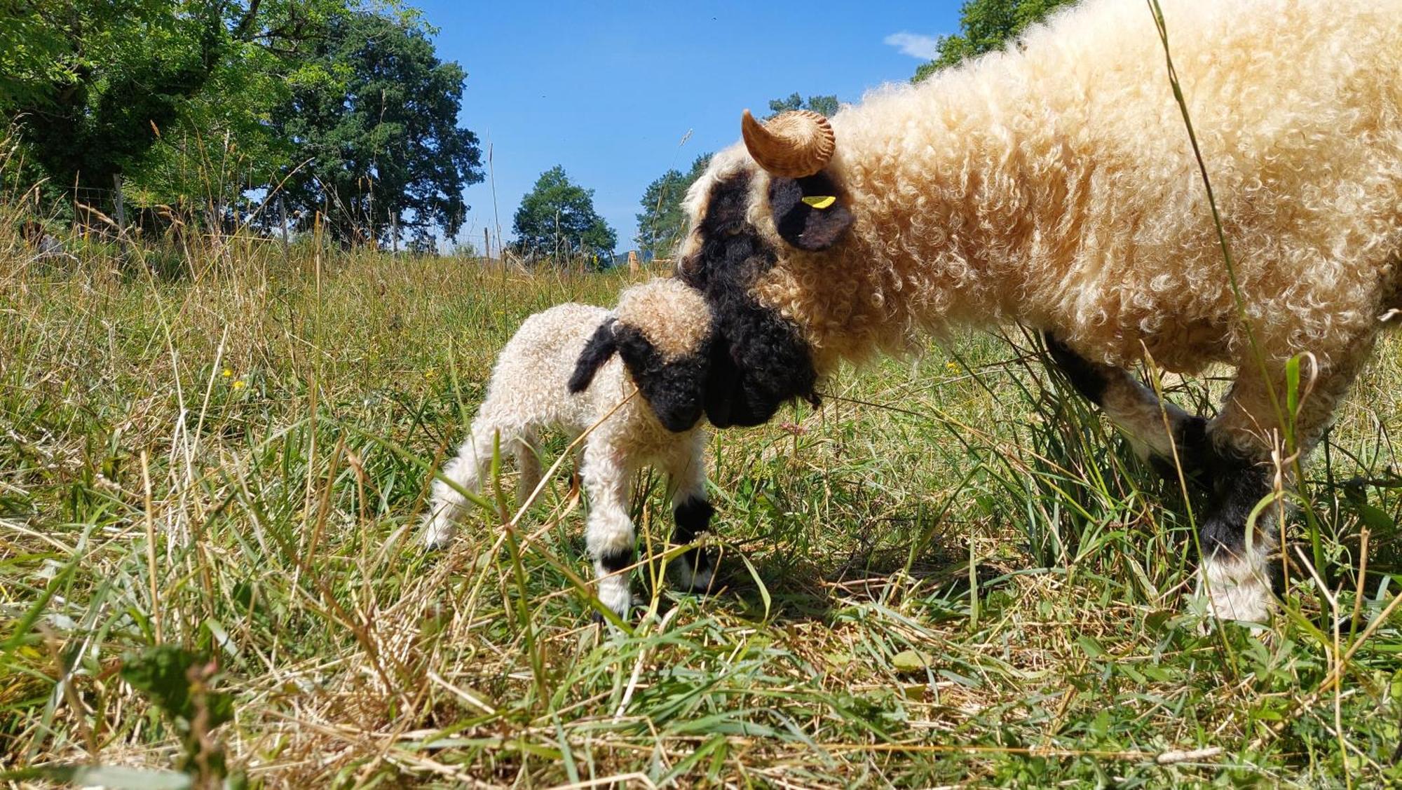 Ferme Des Petites Oreilles 4 Etoiles Montignac-Lascaux Eksteriør billede