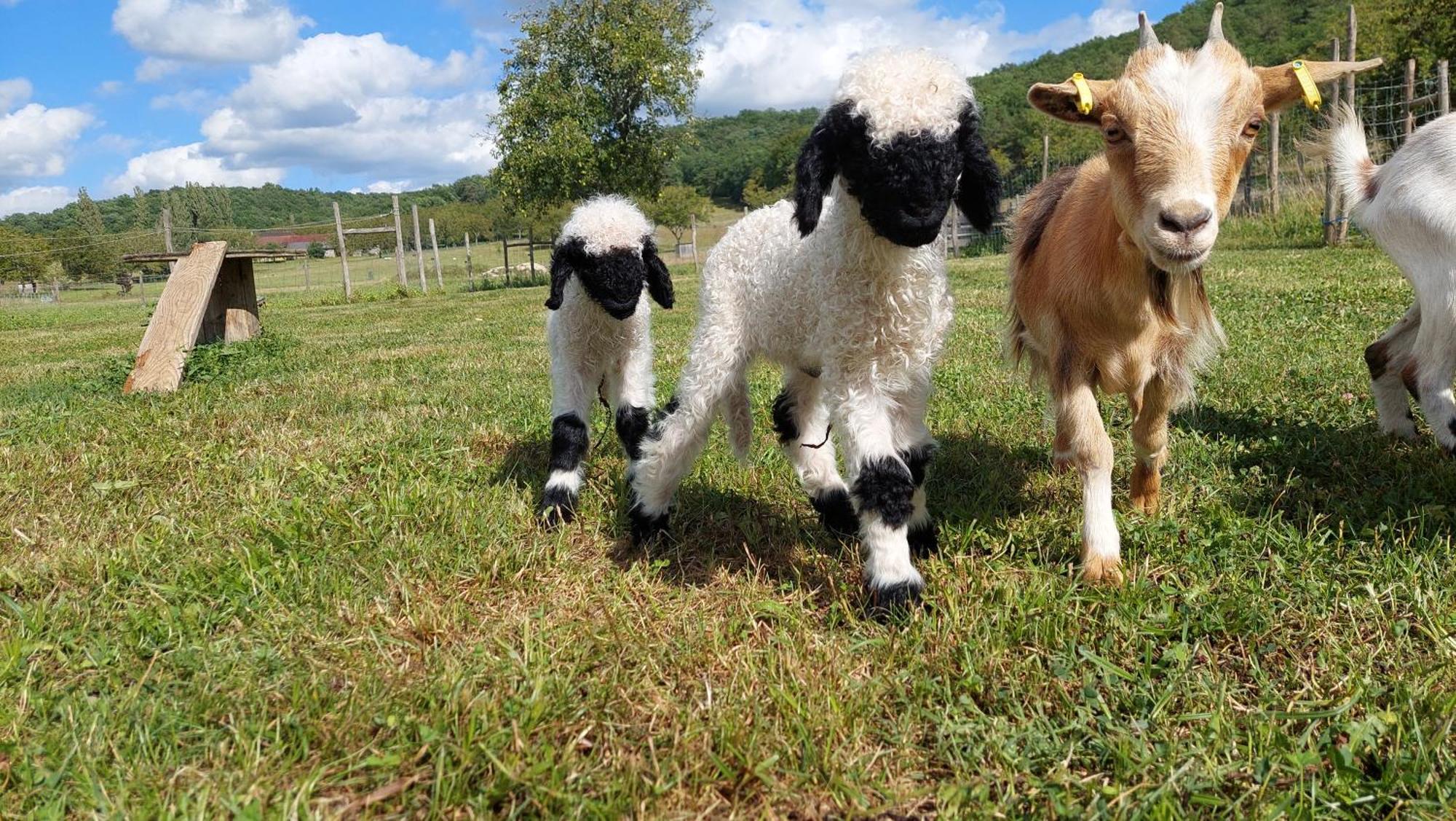 Ferme Des Petites Oreilles 4 Etoiles Montignac-Lascaux Eksteriør billede