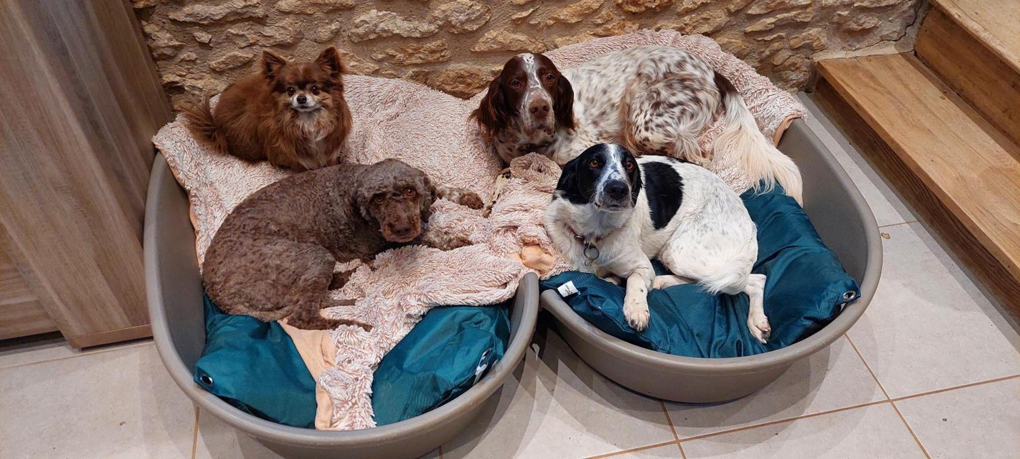 Ferme Des Petites Oreilles 4 Etoiles Montignac-Lascaux Eksteriør billede
