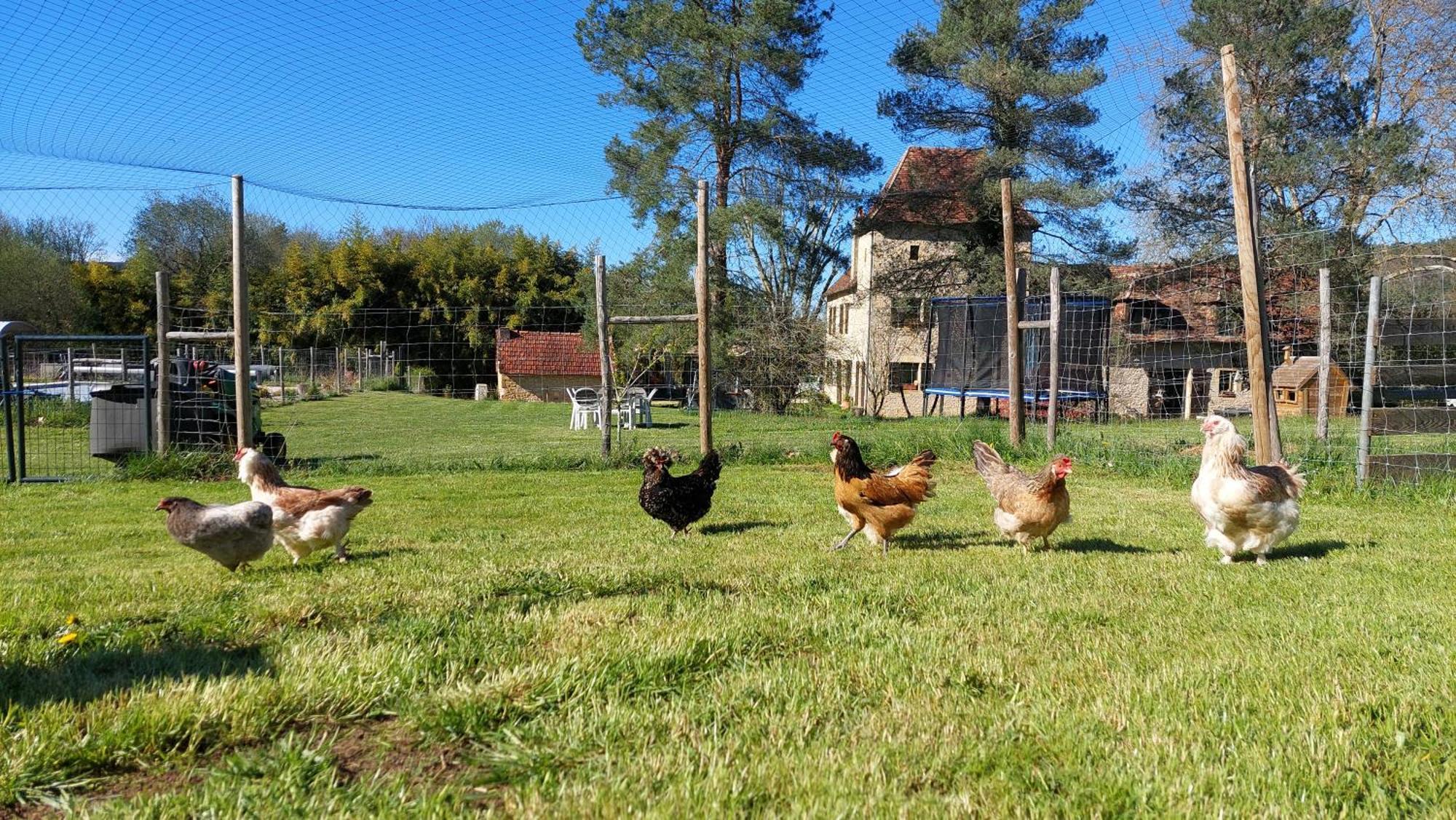 Ferme Des Petites Oreilles 4 Etoiles Montignac-Lascaux Eksteriør billede
